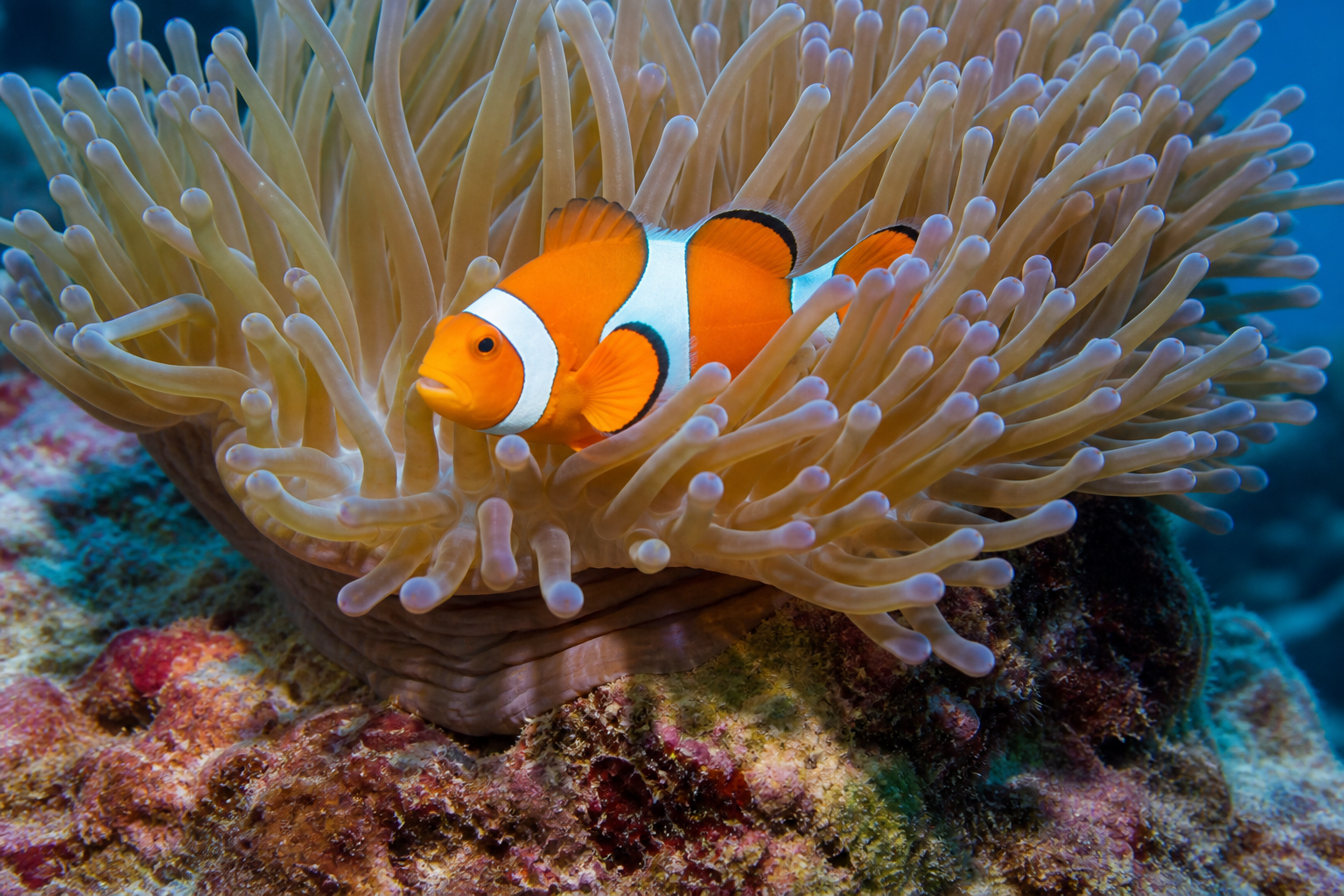 Clownfish